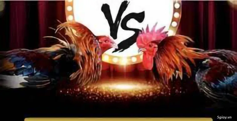 Bí Quyết Chinh Phục Đá Gà WS168 Tại Luck8 Trong Từng Kèo Cược 2 Bí Quyết Chinh Phục Đá Gà WS168 Tại Luck8 Trong Từng Kèo Cược