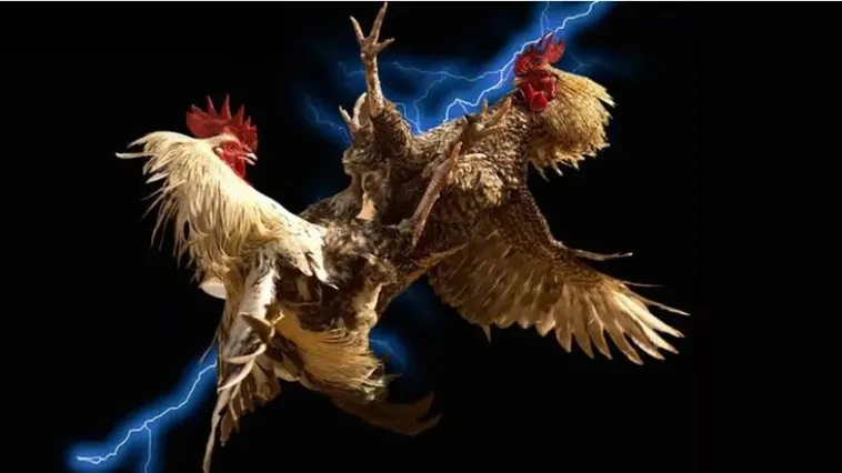 Kinh Nghiệm Chinh Phục Đá Gà Luck8: Bí Kíp Thắng Lớn Từ Cao Thủ